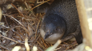 Toi Foundation supports Ngā Motu Marine Society